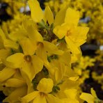 Zlatý dážď (Forsythia intermedia)  - výška 100-120 cm, kont. C3L - NA KMIENKU 